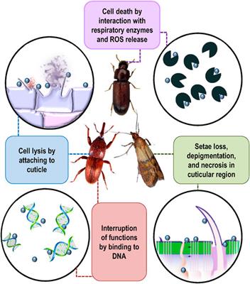 Nanomaterials for Postharvest Management of Insect Pests: Current State and Future Perspectives